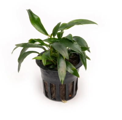 Анубиас Бартера Чили, в горшочке